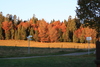 Bild 1 - Haus Tannenhof - Ferienwohnung - Goldener Herbst
