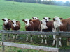 Bild 8 - Jungbauernhof